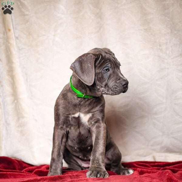 Ella, Cane Corso Puppy